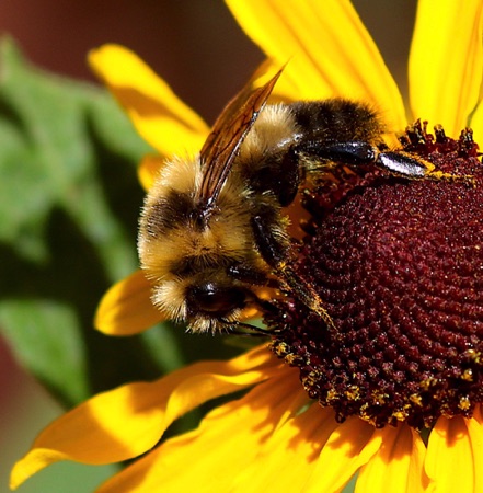 Half Black Bumble Bee